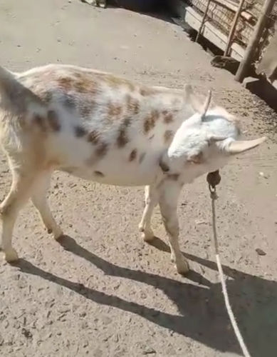 Barbari Goat — photo 3