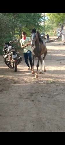 Marwadi child horse — photo 2