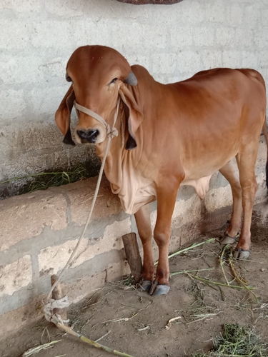Gir cow  — photo 2