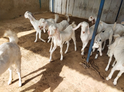 Sojat Goat