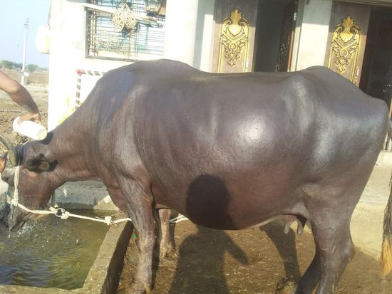 Pregnent Buffalo — photo 2
