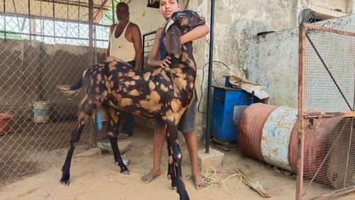 Best price Goat