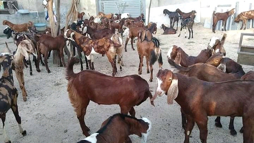 Sirohi Ajmeri Goat — photo 3