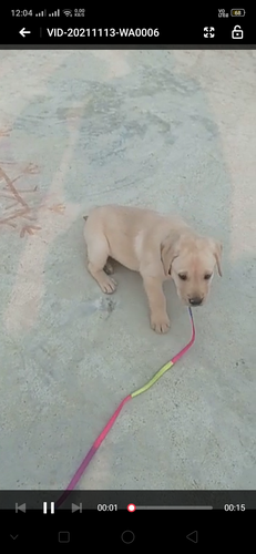 Heavy bone female Labrador puppies