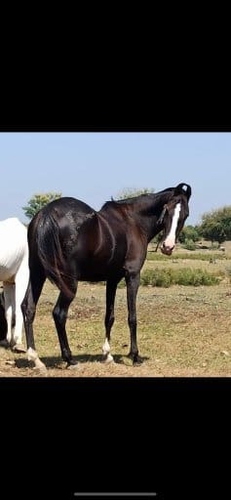 Black female horse