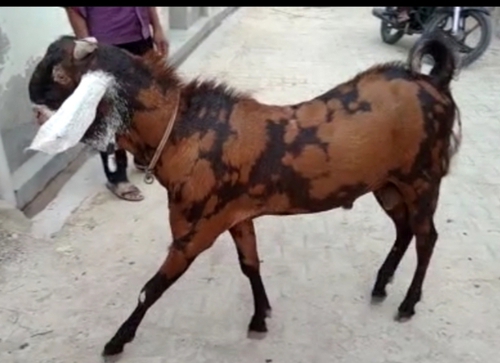 Sirohi Goats — photo 2