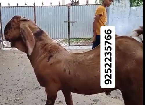 Andu adant Breeder — photo 2