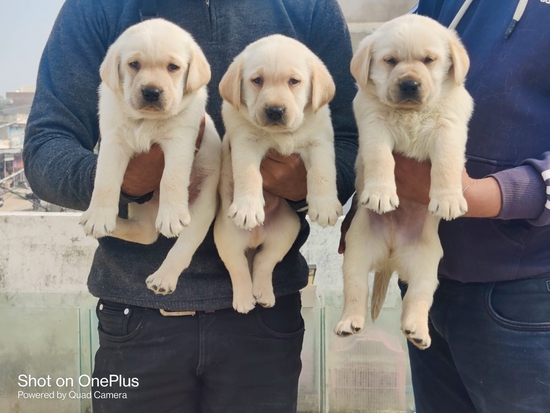 Labrador puppies — photo 2