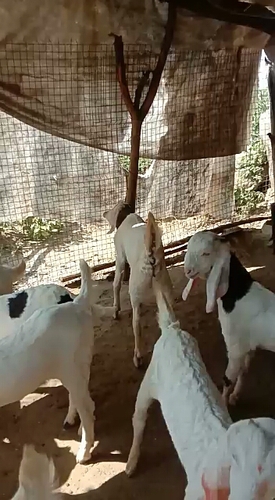 Sojat male female goat — photo 3