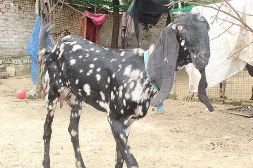 Beetal Pure Goat — photo 2