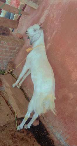 Malwa Goat — photo 4