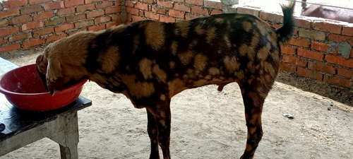 All good Sirohi — photo 5