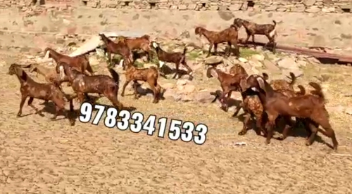 Sirohi Goat — photo 2