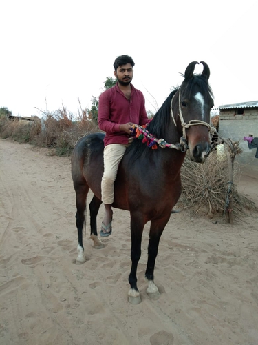 Marwadi Horse 🐎 — photo 2