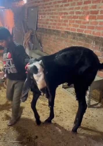 Beetal Goat — photo 5