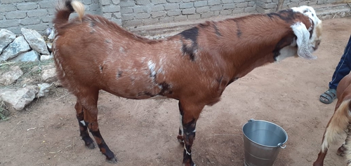 Sirohi goat — photo 2