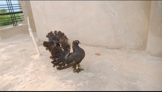 Pigeon — Indian fantail lakke pigeon chicks, District- ferozpur .. Punjab, India