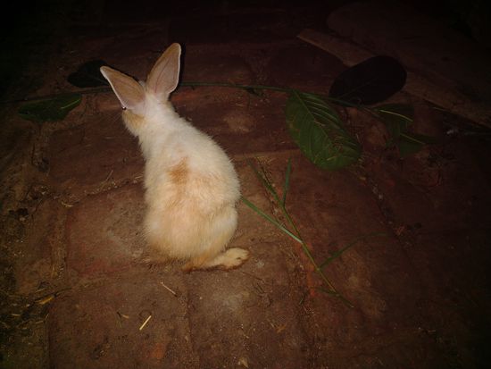Rabbit — Rabbit baby girl sell, Shankarpur near maujma chok, Shankarpur near maujma chok