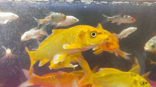 Japanese koi fish — photo 2