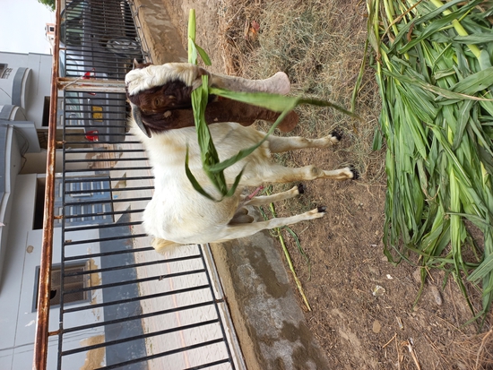 Goat — Kamori breeder male goat for sale, Sind, Pakistan