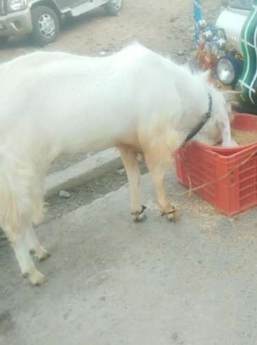 Kota Gulabi