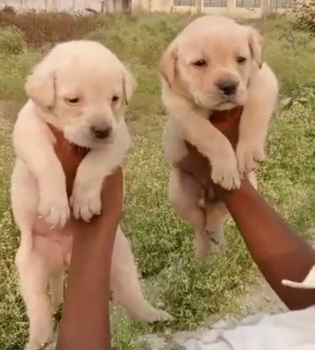 Rottweiler Puppy
