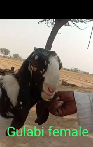 Totapari Goat — photo 4