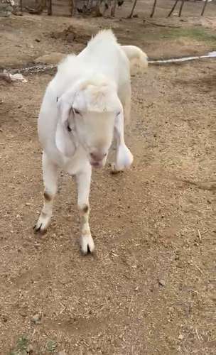 Sojat and Gujri Goat — photo 3