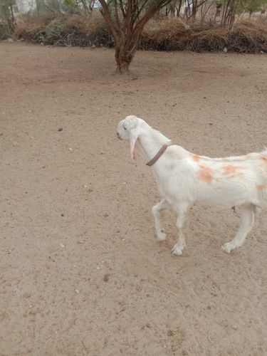 Sojat Goat — photo 4