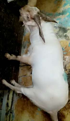 Barbari Goat — photo 4