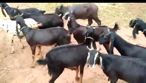 Kota Goat — photo 3