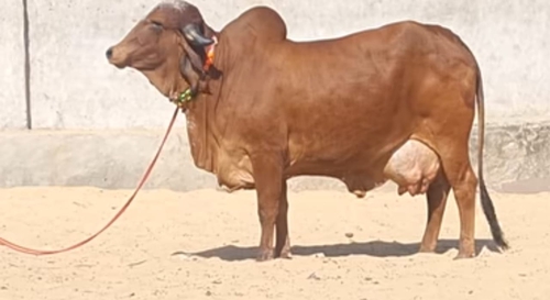 Gir cow  — photo 2