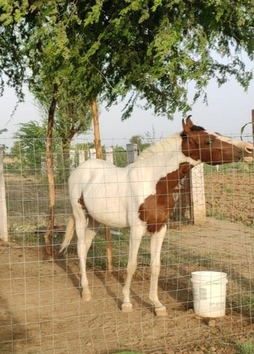 Marwari Horse — photo 2
