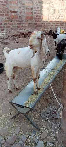 Breeder Goat — photo 6