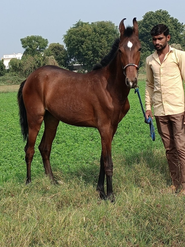 Marwari Horse — photo 3