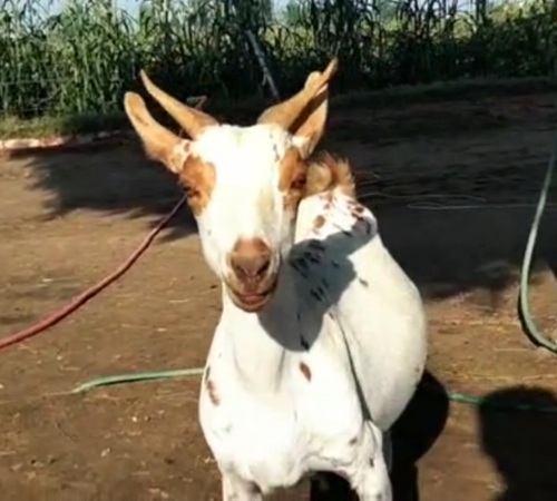 All Breed Goat — photo 2