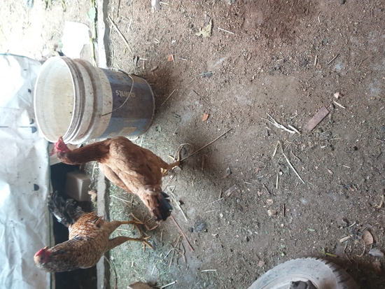 Hen — Hen, Hyderabad, India