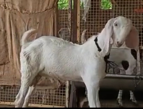 Gulabi Goat — photo 3