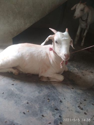 Desi Bakra jurkey