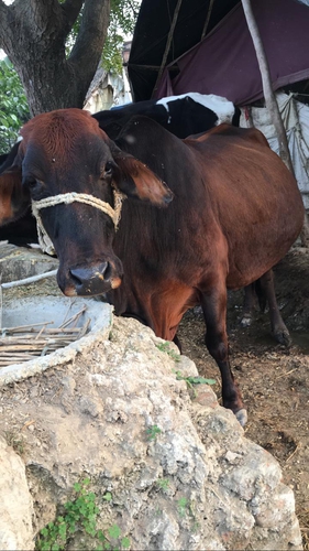 Cow — photo 4
