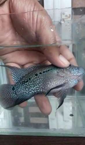 Fish — photo 4