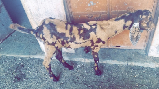 Antique Goat's  — photo 4