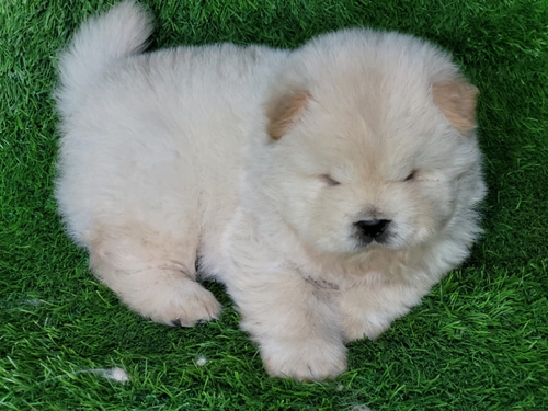 Chow Chow