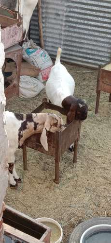 Totapuri Goat — photo 4