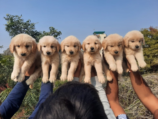 Golden Retriever — photo 2