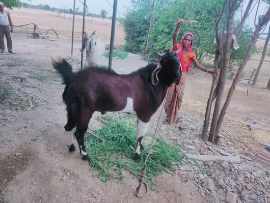 लाल काला बकरा — photo 4