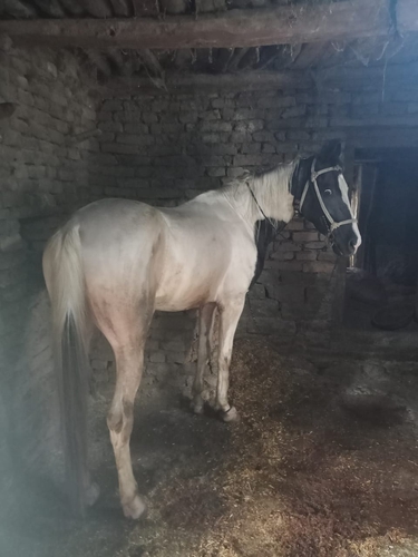 Marwari horse — photo 3