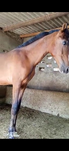 Horse  — photo 4