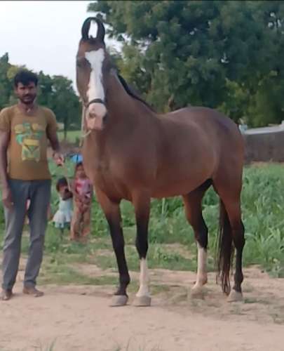 Best breed Horse — photo 4