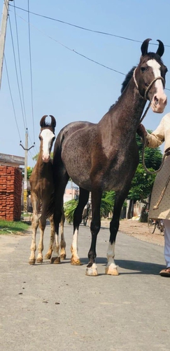 Marwari Horse